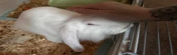 Lionhead rabbits for sale: Female mixed breed, continental giant and lionhead - Advert 3