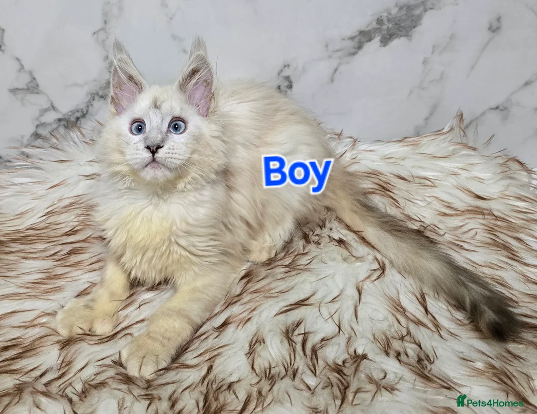 Maine Coon cats for sale:  Boy&Girl Polydactyl  Maine Coon TICA - Advert 5