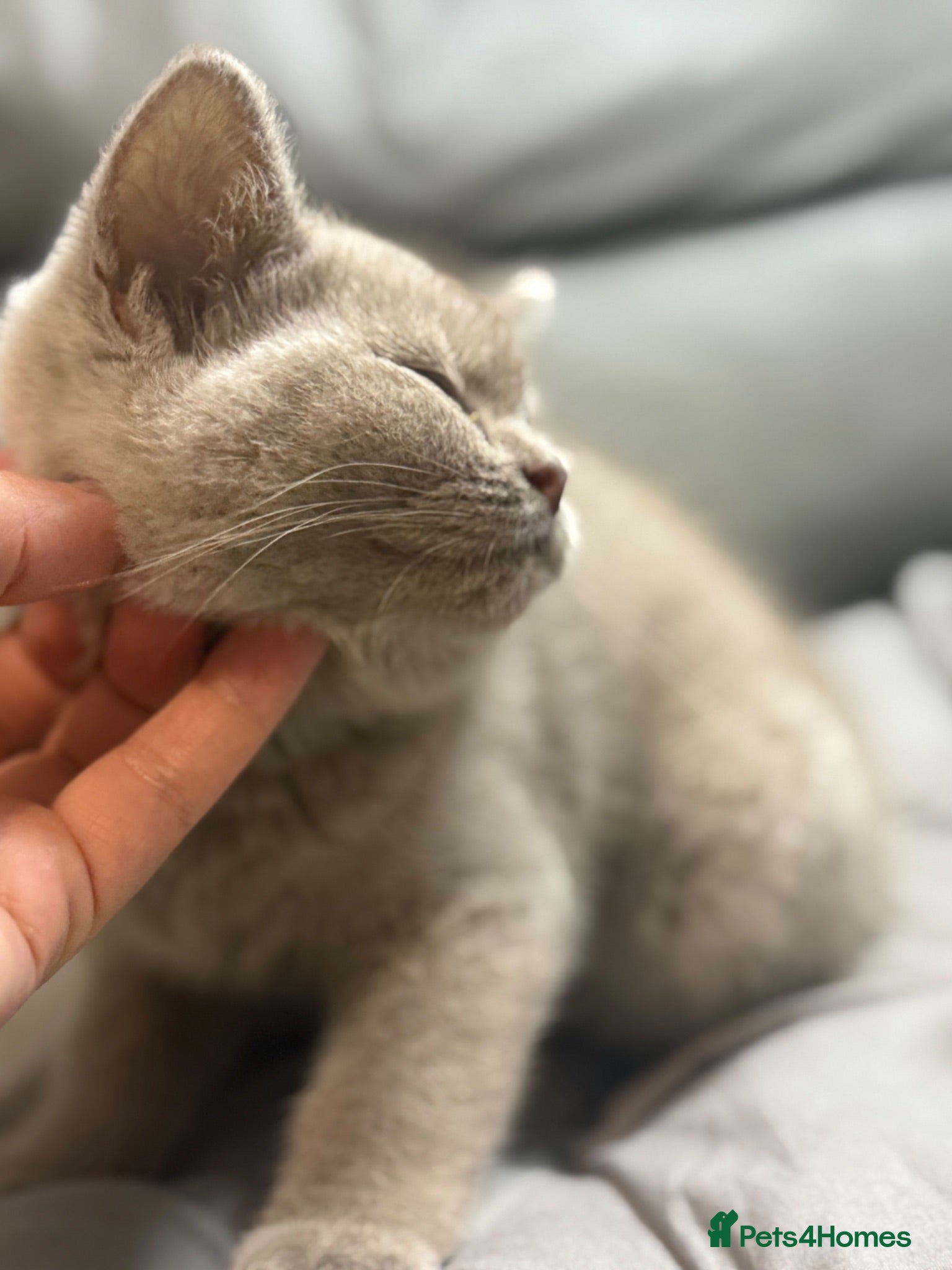 British Shorthair cats CUDDLY/LAP 100% Pure CHAMPIONS £750 ONLY - Advert 2