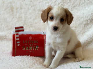 Cavapoo dogs Cavapoo *Licensed* Ready now. - Advert 4