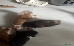 Mixed Breed cats for sale: Only 3 kittens left! - Image 26