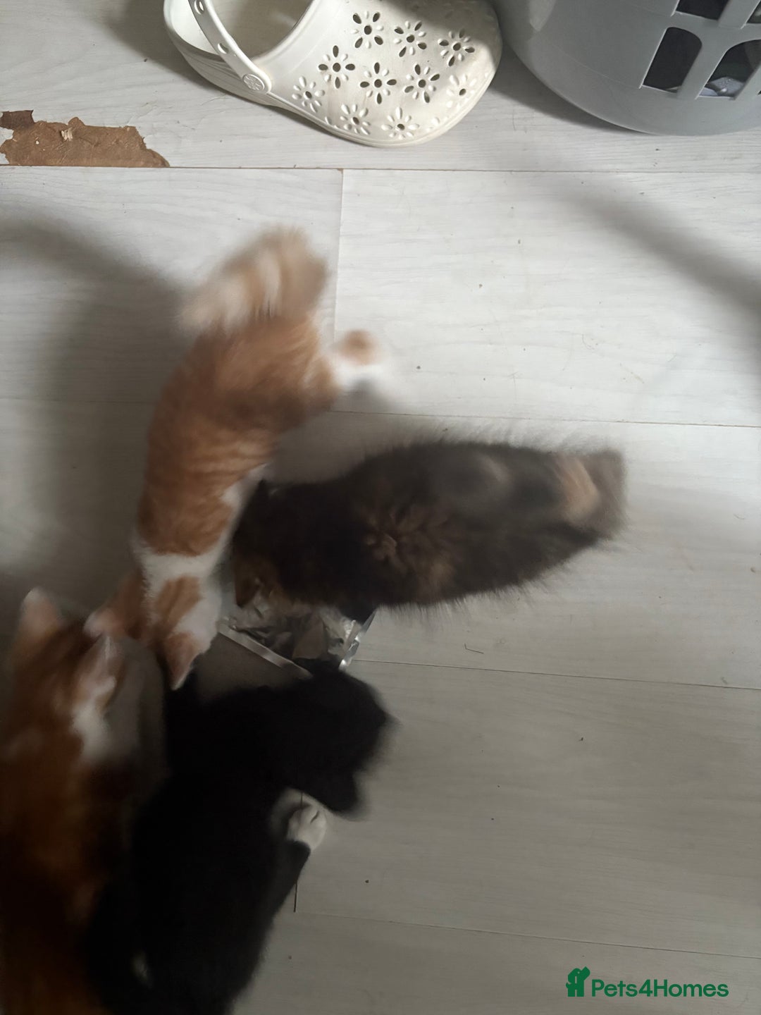 Mixed Breed cats for sale: Only 3 kittens left! - Image 26
