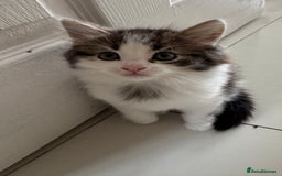 Mixed Breed cats for sale: 3 beautiful fluffy kittens  - Image 4