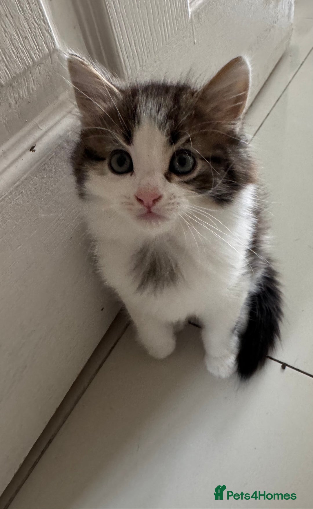 Mixed Breed cats for sale: 3 beautiful fluffy kittens  - Image 4