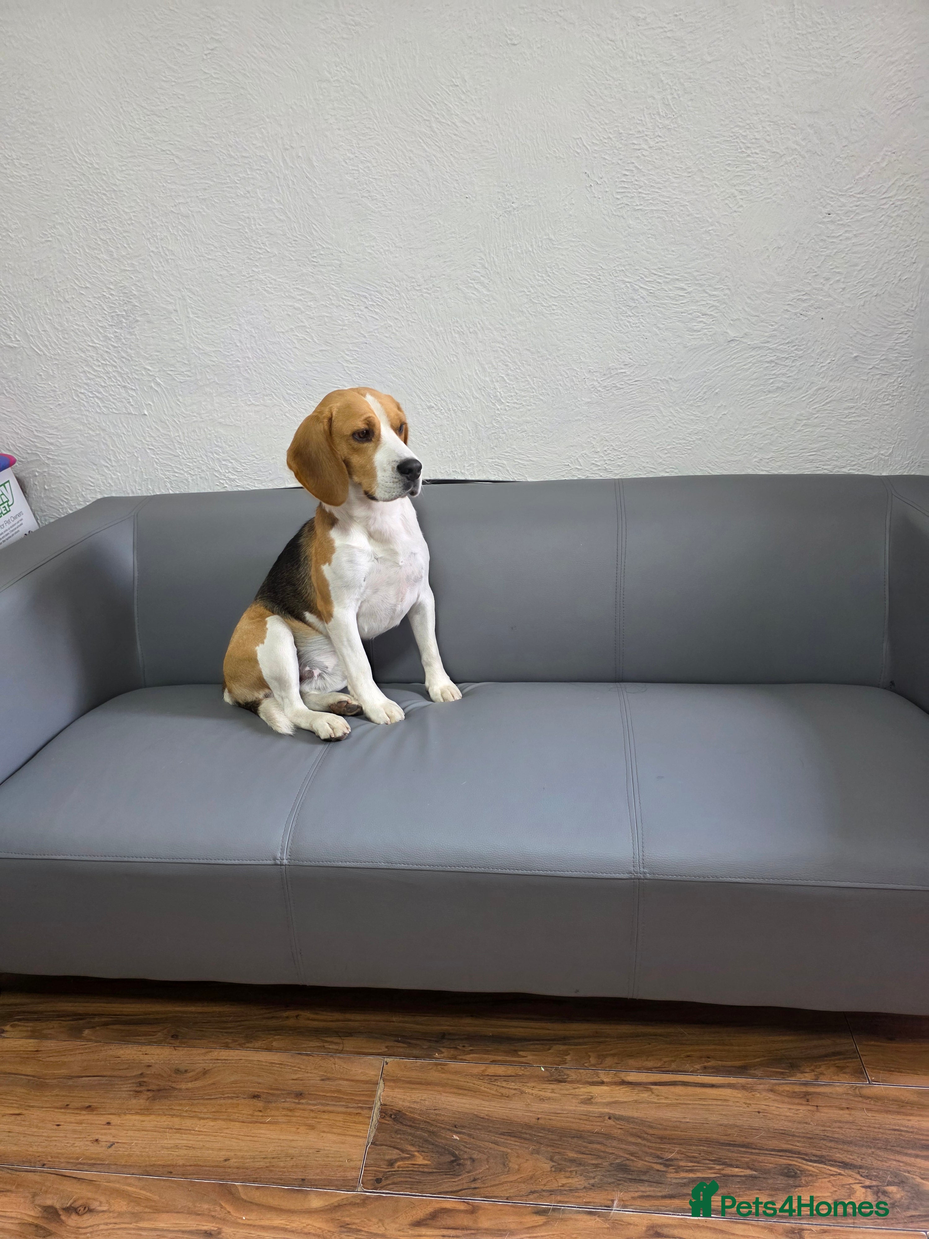 Beagle dogs Beagle for stud - Advert 1