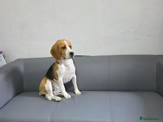 Beagle dogs Beagle for stud - Advert 1