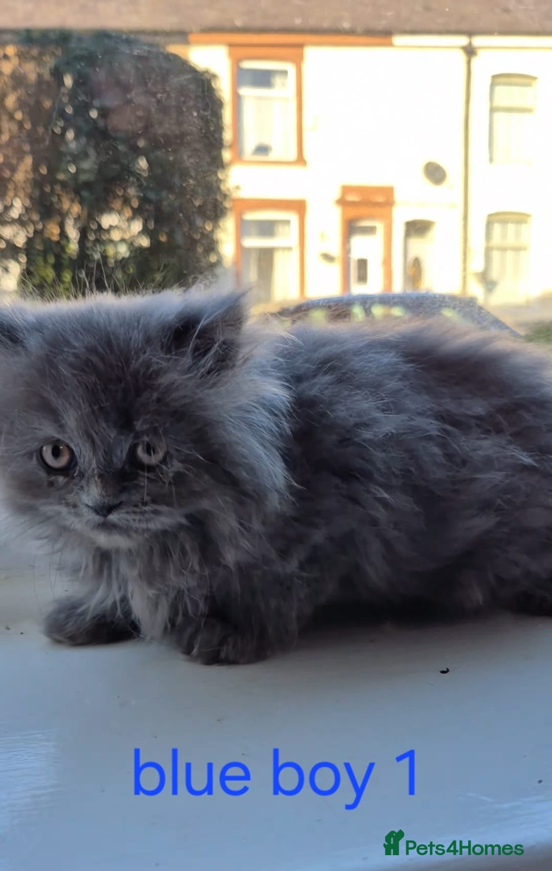 Persian cats for sale: Beautiful Persian babies - Advert 10