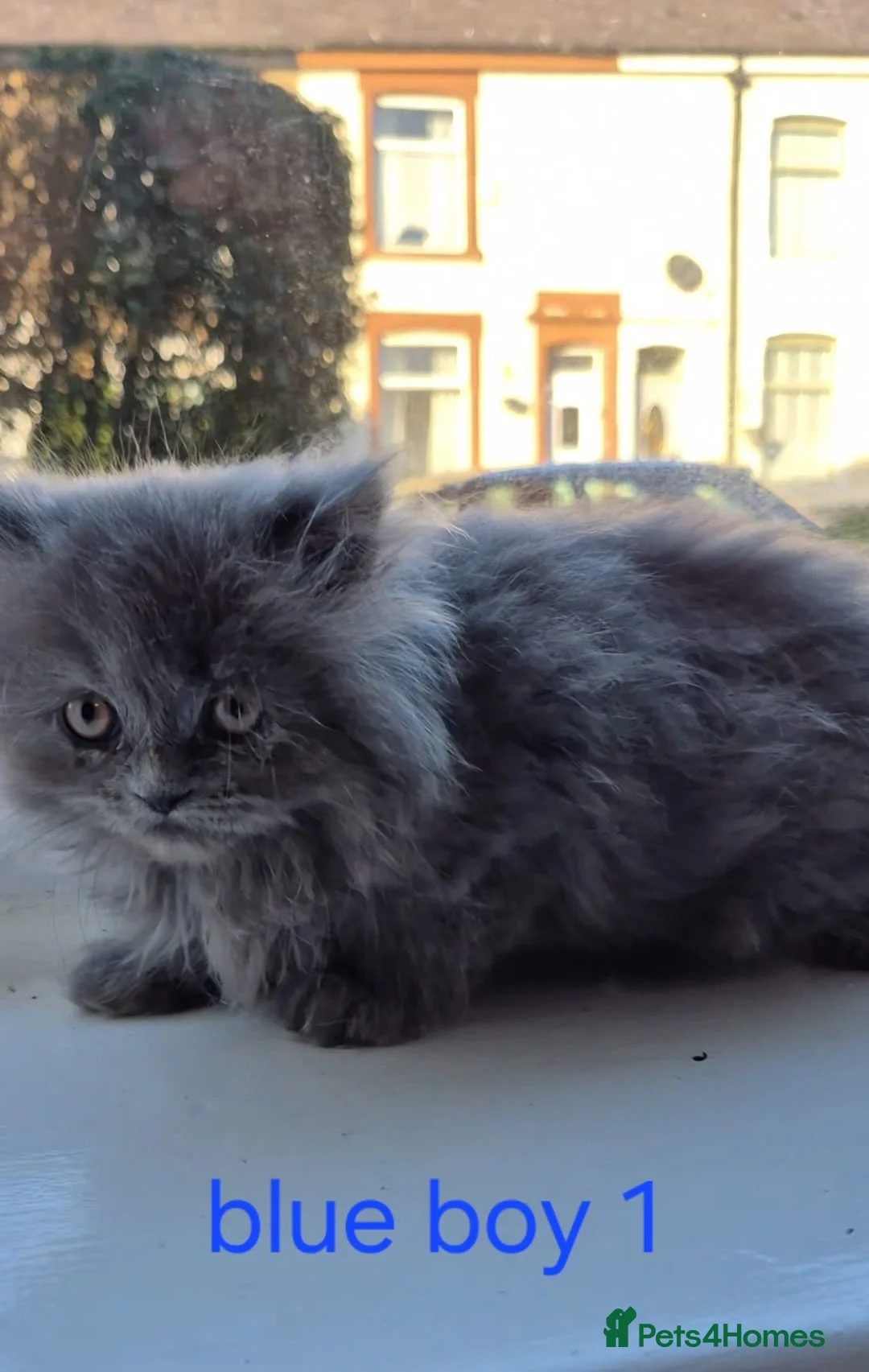 Persian cats for sale: Beautiful Persian babies - Advert 10