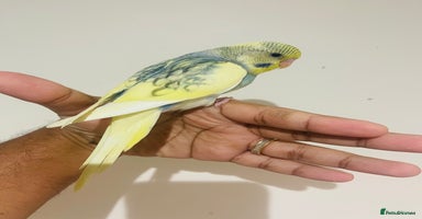 Budgerigars birds - Advert 12