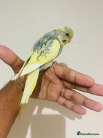 Budgerigars birds - Advert 4