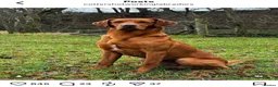 Labrador Retriever dogs for sale: Stunning Fox Red Working Labrador Retriever  in Bolton - Advert 28
