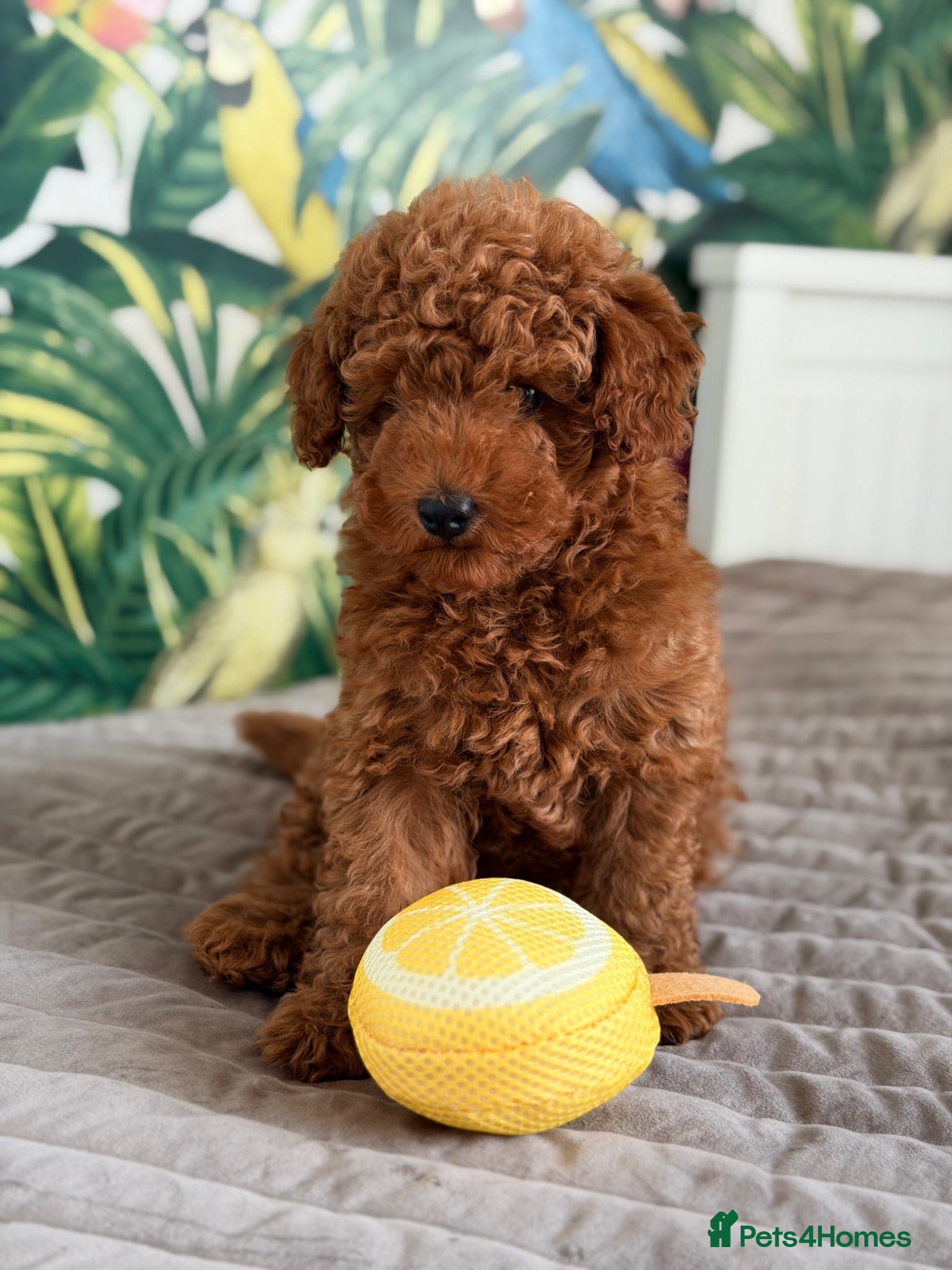 Toy Poodle dogs Beautiful Toy Poodle Boy ready to leave🐾❤️ - Advert 13