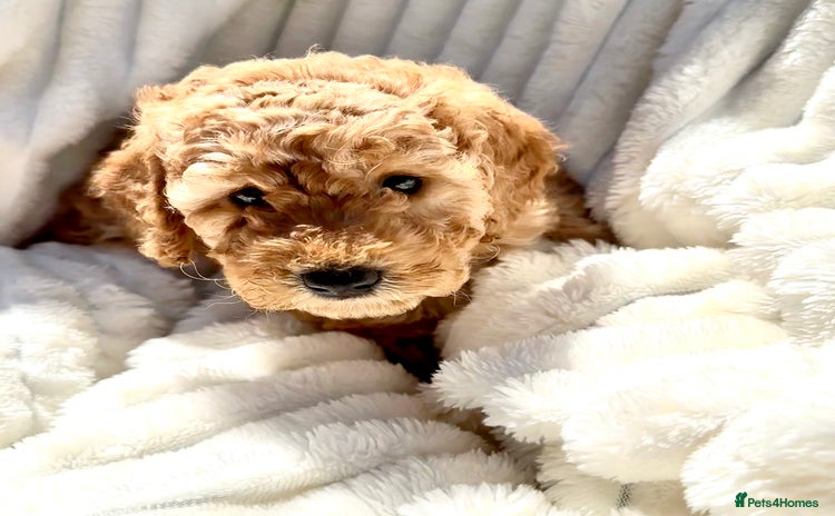Cockapoo dogs - Advert 15