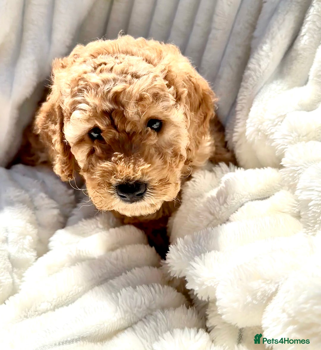 Cockapoo dogs for sale: Mini Cockapoo Puppies Kent - Image 3