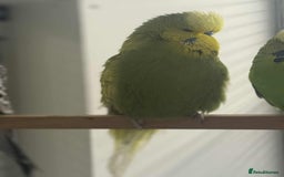 Budgerigars birds for sale: Selection of Budgies’s  - Advert 13