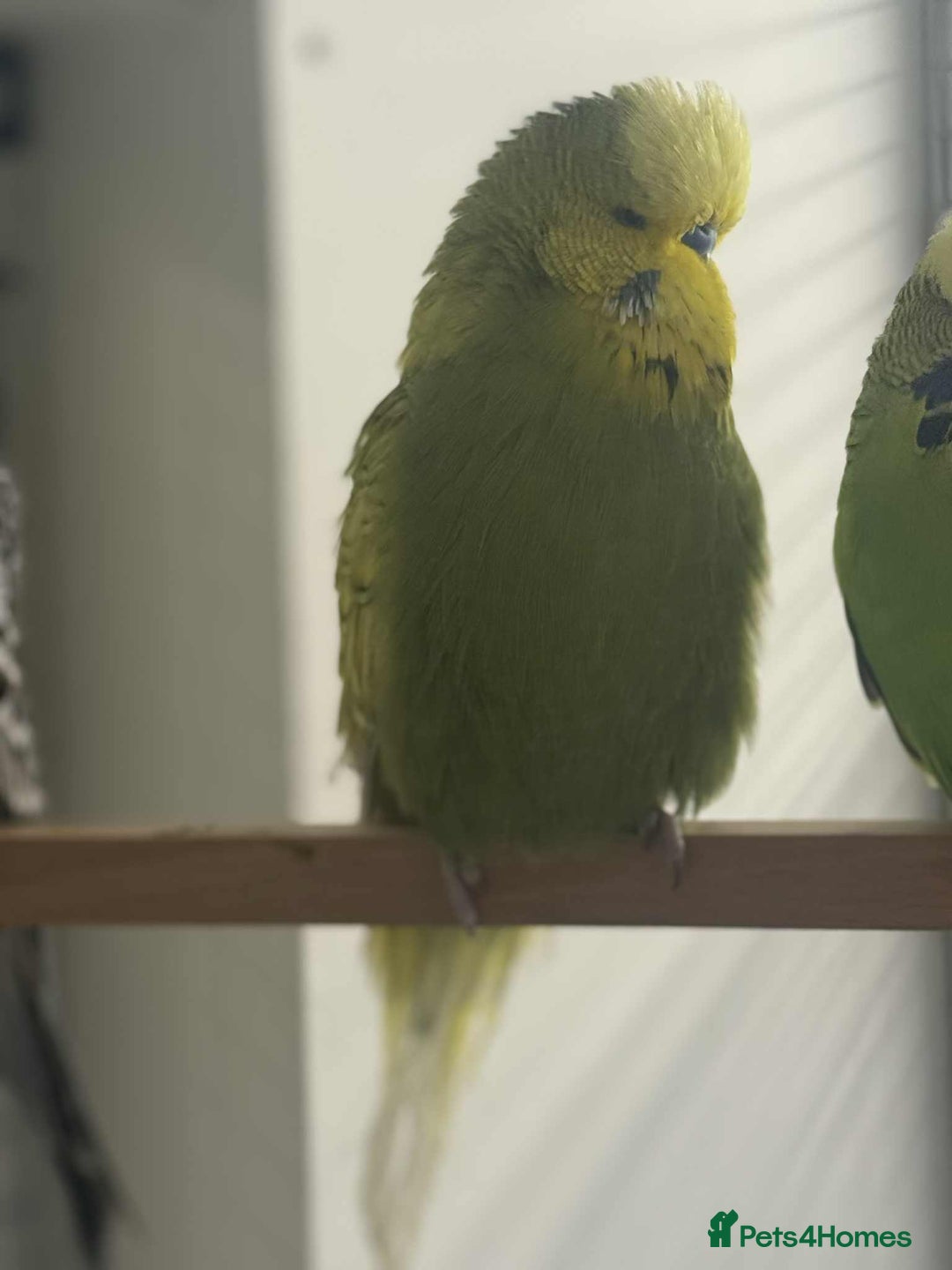 Budgerigars birds for sale: Selection of Budgies’s  - Advert 13