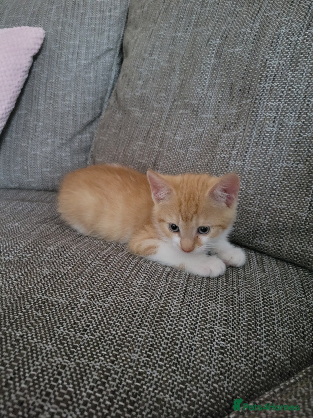 Mixed Breed cats for sale: Beautiful little boy - Image 3