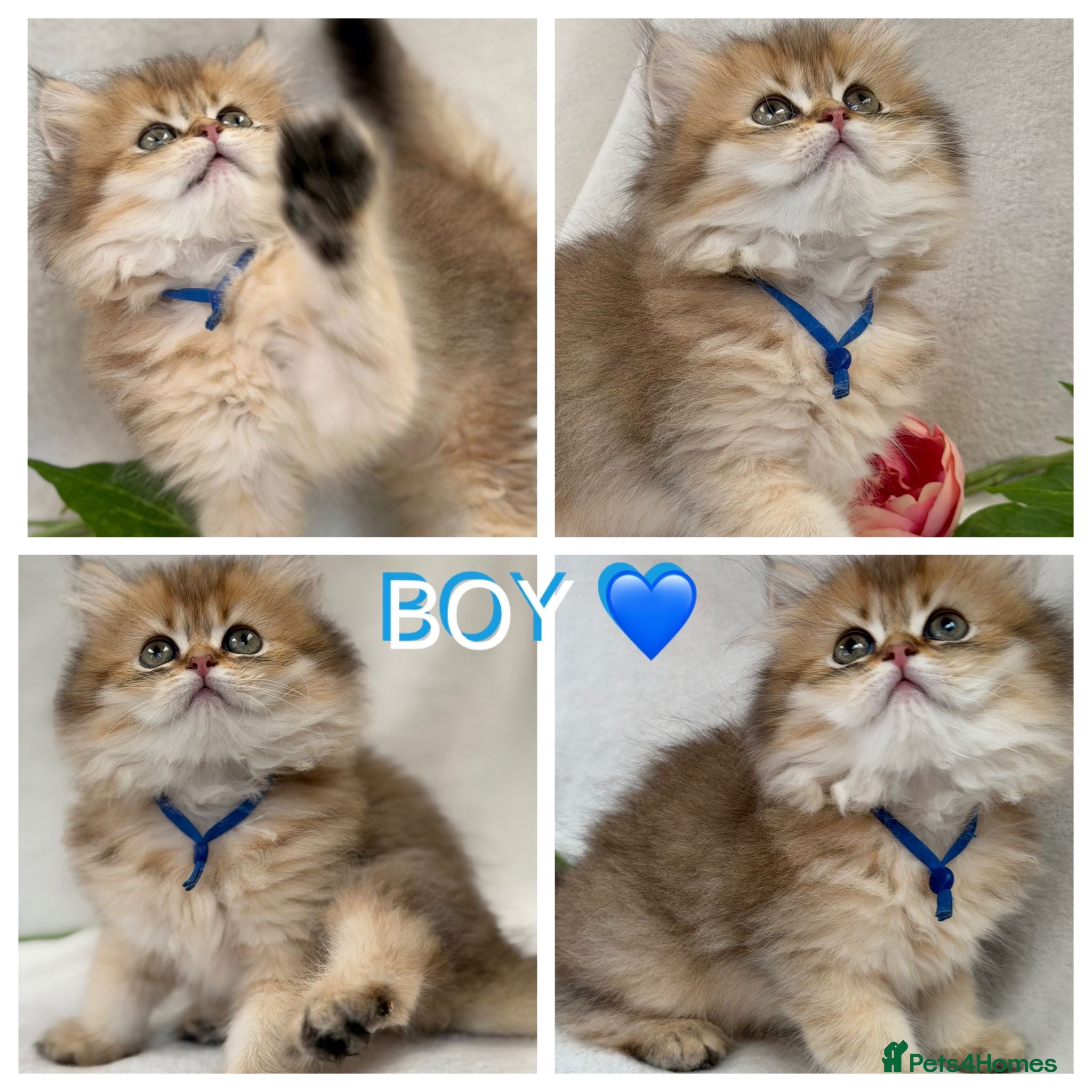 British Longhair cats British Longhair stunning TICA boy - Advert 1