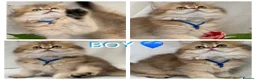 British Longhair cats for sale: British Longhair stunning TICA boy - Advert 1