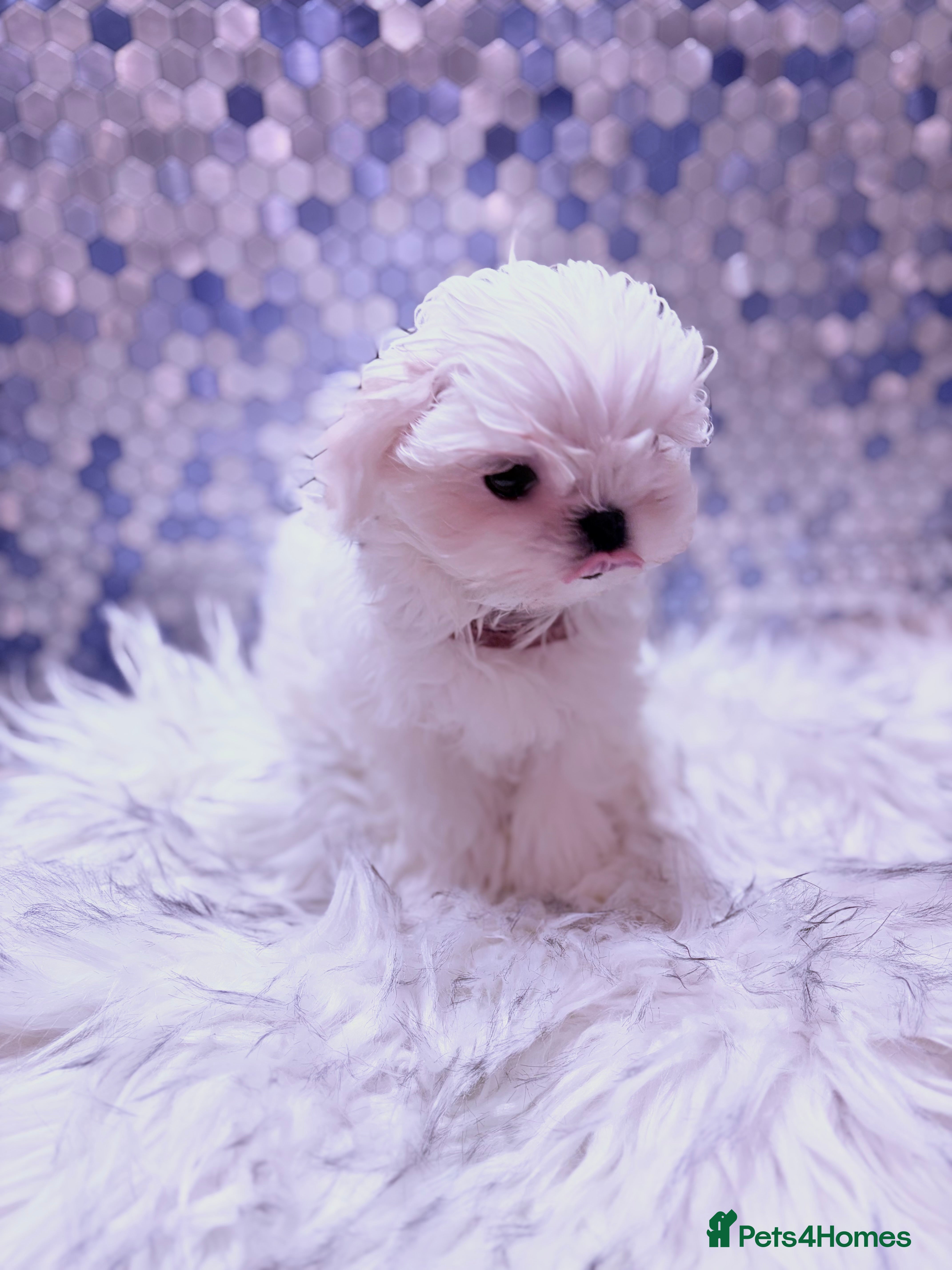 Maltese dogs ❤️🩵Full Korean baby boy ready now ❤️🩵 - Advert 2