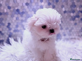 Maltese dogs ❤️🩵Full Korean baby boy ready now ❤️🩵 - Advert 2