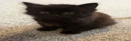 Mixed Breed cats for sale: 6 Gorgeous Kittens – Short & Fluffy –  - Advert 3