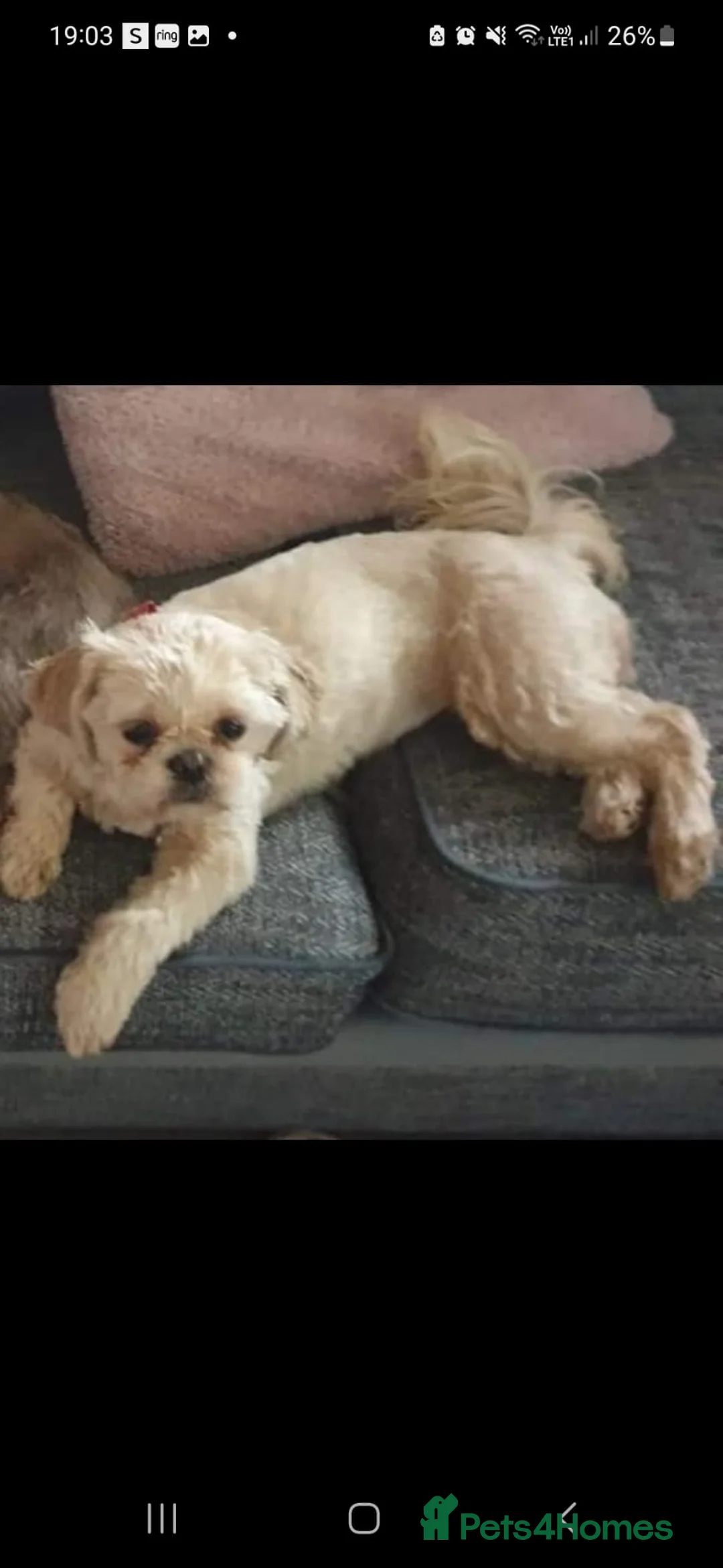 Shih Tzu dogs for sale: Male Imperial Shih Tzu Pup For Sale - Advert 1