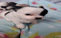 Chihuahua dogs for sale: Long Coat Chihuahua puppies - Image 19