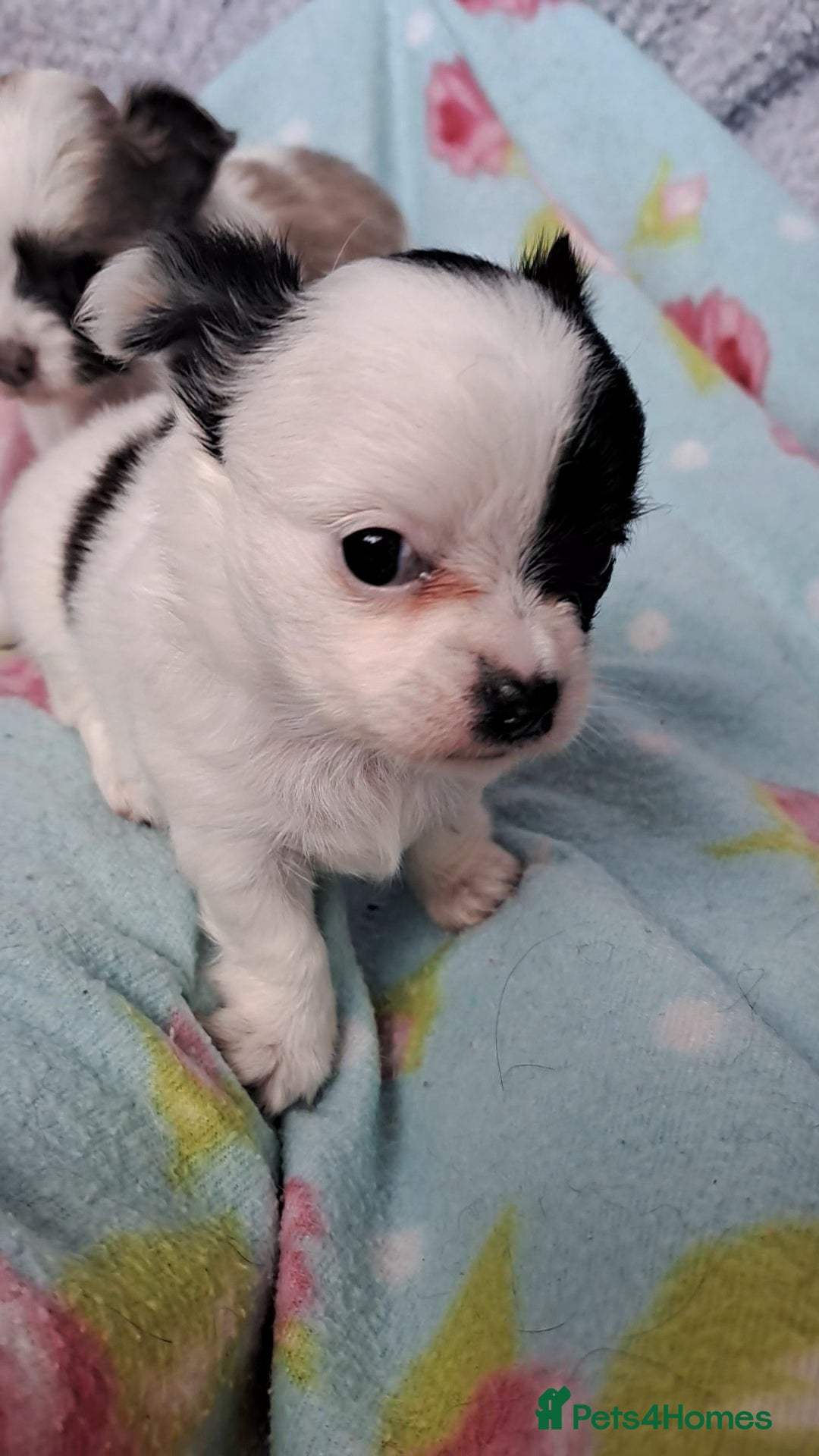 Chihuahua dogs for sale: Long Coat Chihuahua puppies - Image 19
