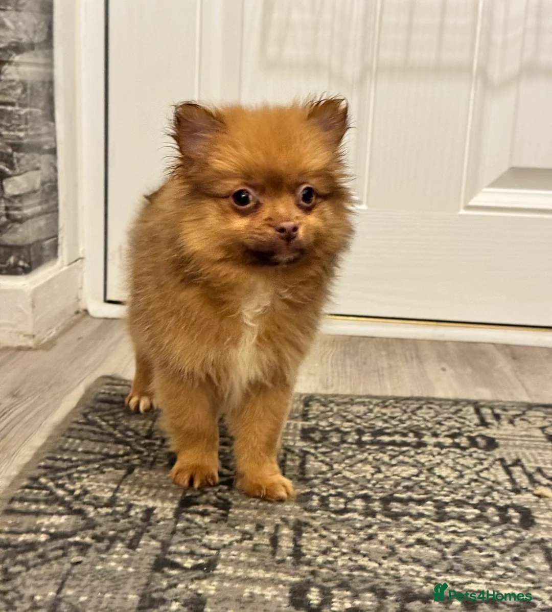 Pomeranian dogs for sale: ✨🐶One BOY Adorable Pomeranian Puppy 🐶✨ - Advert 2