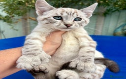 Bengal cats for sale: Gob smacking rare kittens  - Image 22