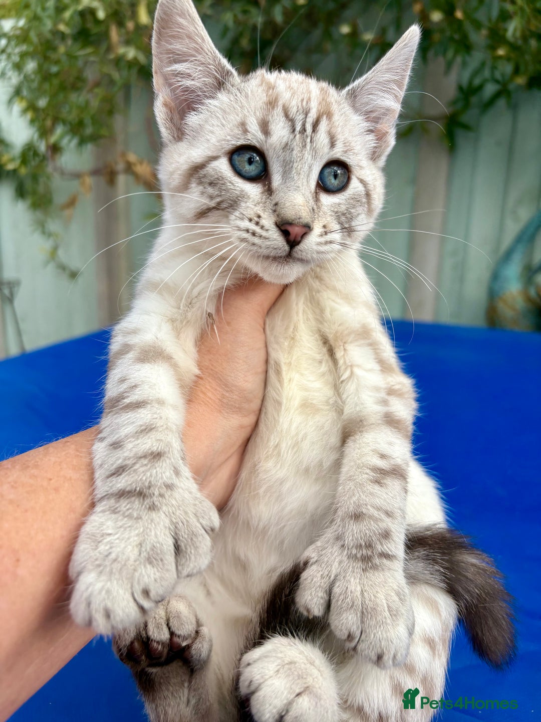 Bengal cats for sale: Gob smacking rare kittens  - Image 22