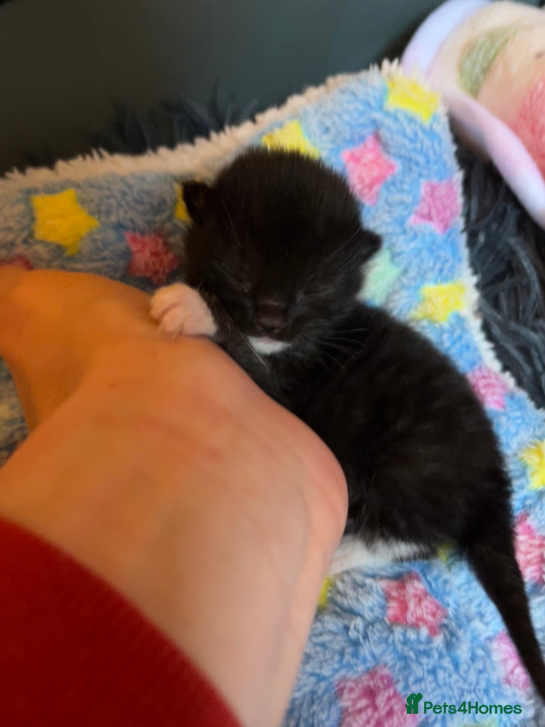 Mixed Breed cats for adoption: Rescue kittens looking for perfect homes - Advert 9