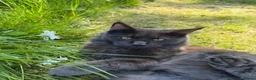 Maine Coon cats for sale: Main coon kittens  - Advert 14