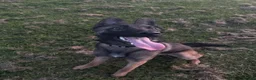Belgian Shepherd Dog dogs for sale: 8 month Belgian Malinois in Birkenhead - Advert 8