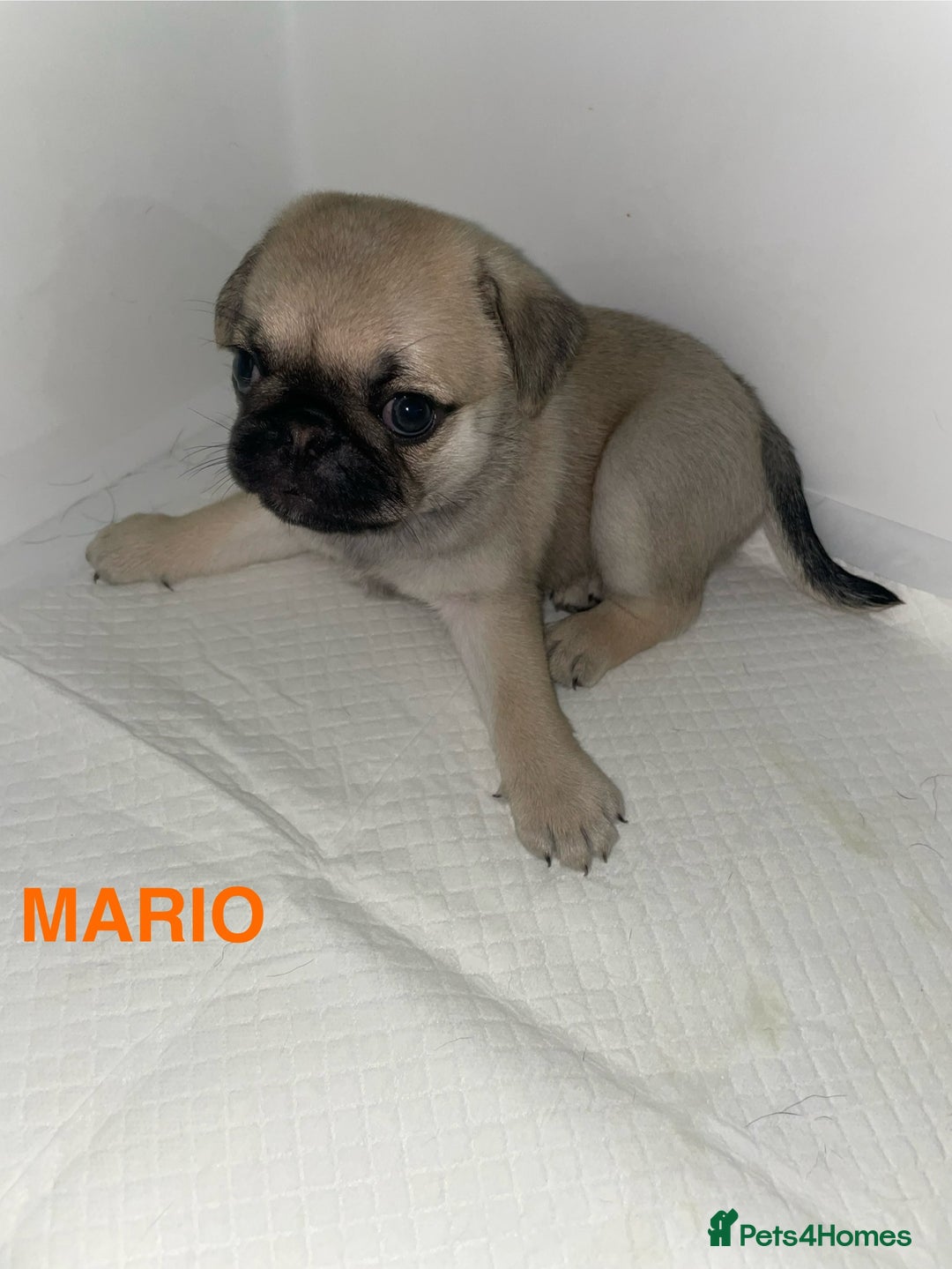 Pug dogs for sale: Pug Puppies  - Image 7