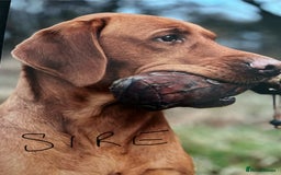 Labrador Retriever dogs for sale: FOX RED LABRADOR PUPPIES  - Image 4