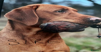 Labrador Retriever dogs - Advert 13