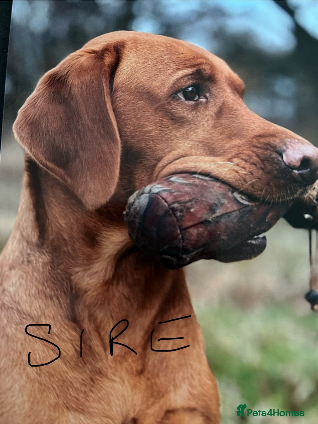 Labrador Retriever dogs for sale: FOX RED LABRADOR PUPPIES  - Image 4