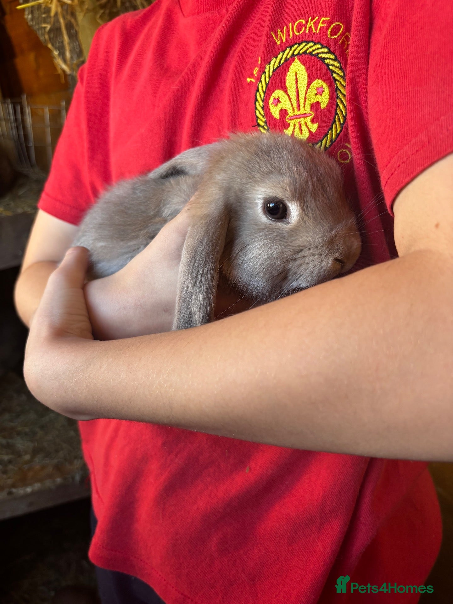 Mini Lop rabbits Mini lop - Advert 1