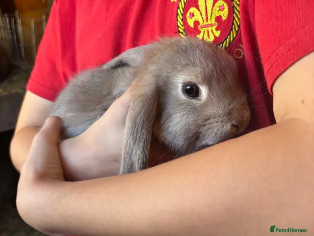 Mini Lop rabbits for sale: Mini lop - Advert 1