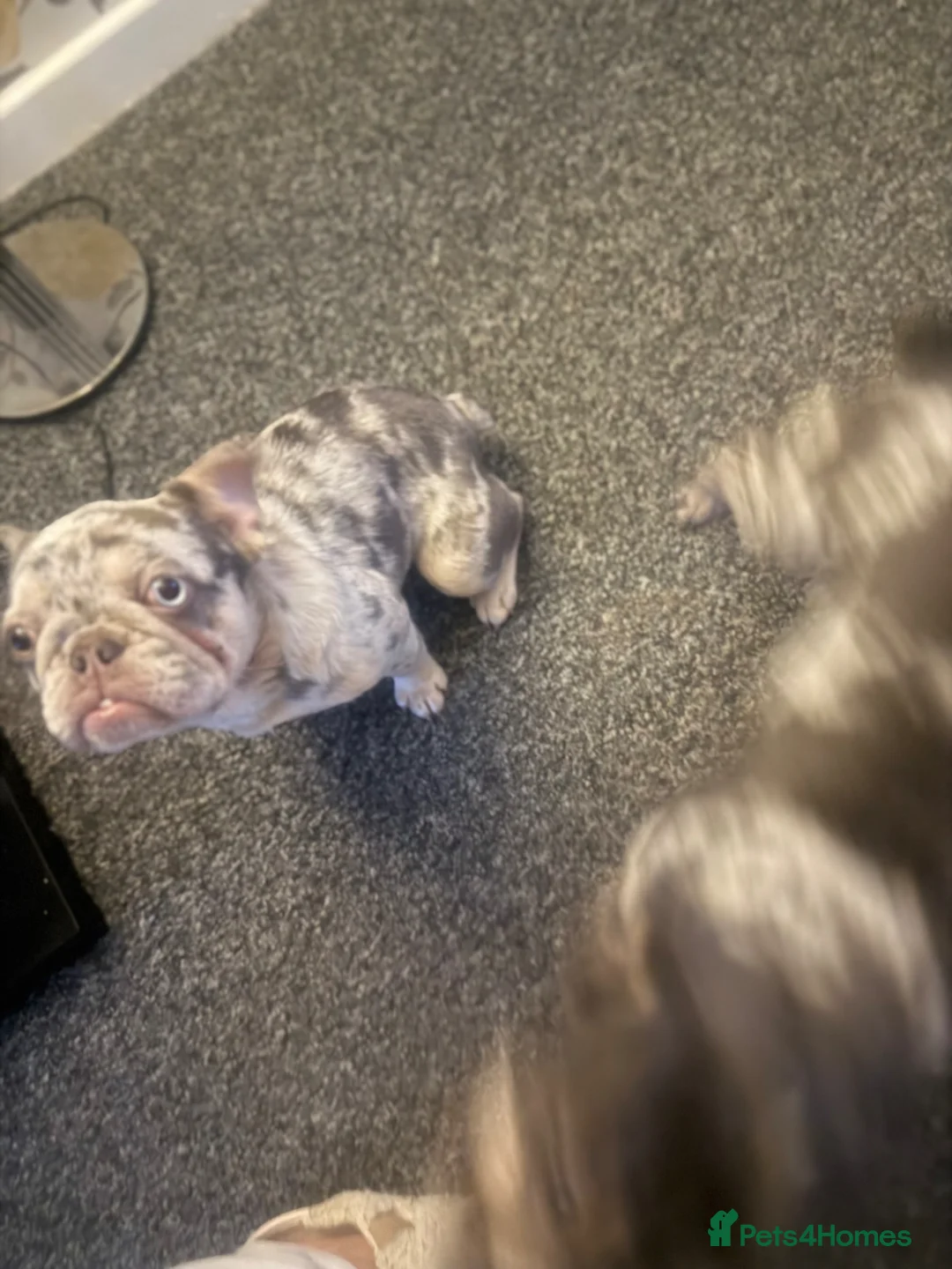 French Bulldog dogs for sale: 2 Merle Frenchies - Advert 2