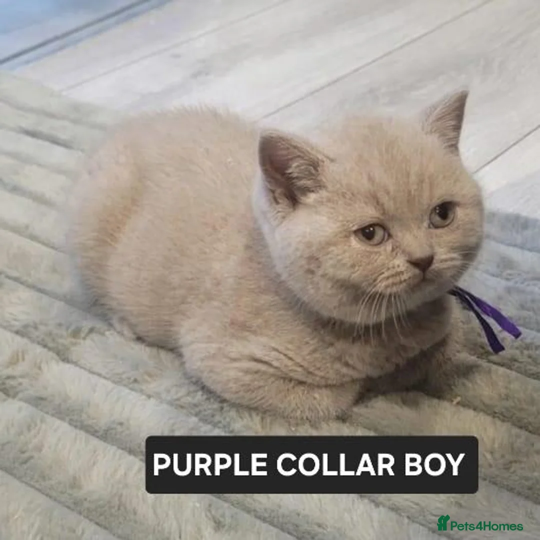 British Shorthair cats for sale: British shorthair kittens - champion bloodlines  - Advert 2