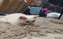 British Shorthair cats for sale: 4x British Shorthair vaccinated, microchipped. - Image 13