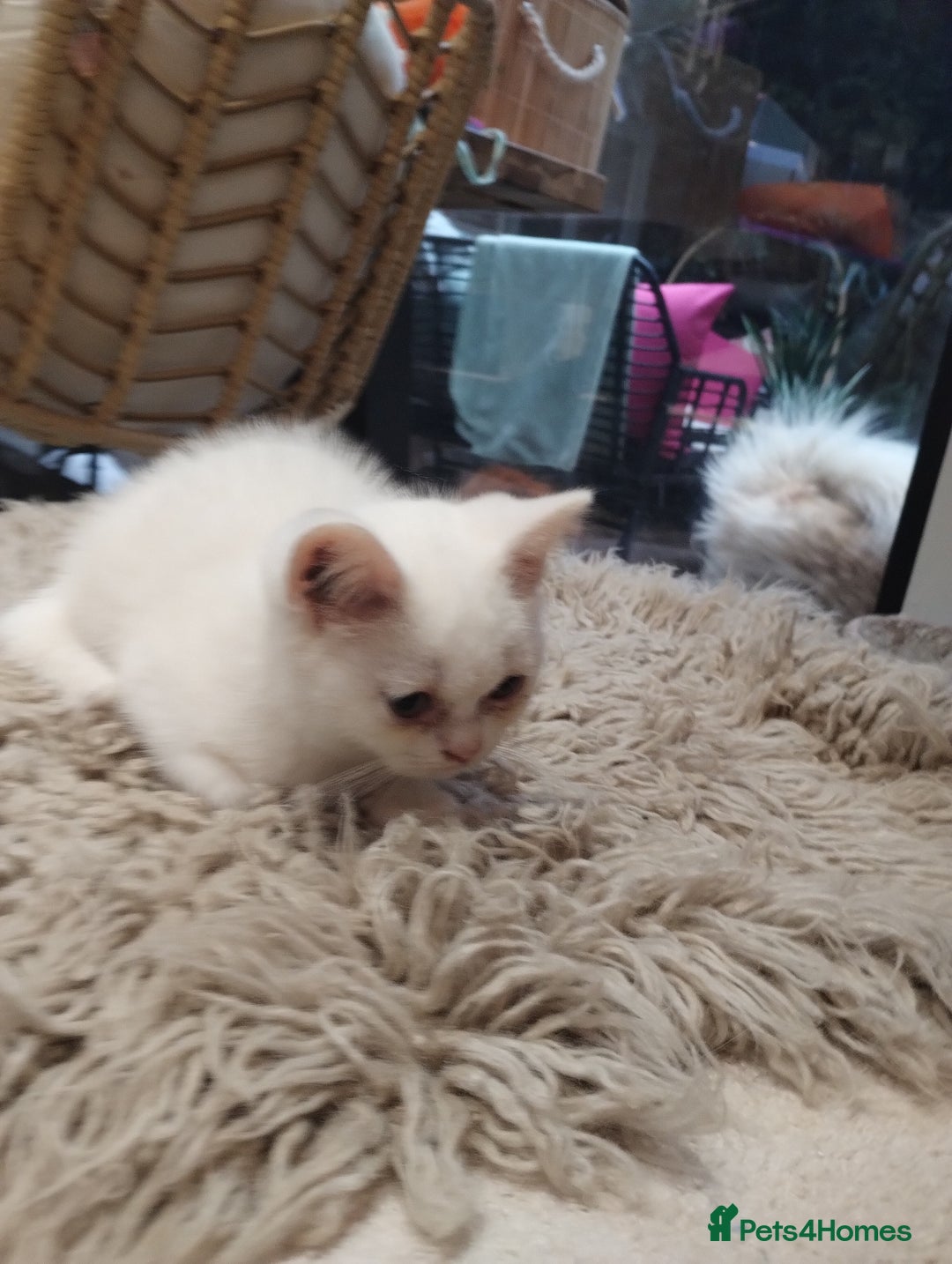 British Shorthair cats for sale: 4x British Shorthair vaccinated, microchipped. - Image 13