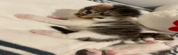 Mixed Breed cats for sale: Beautiful Female Kittens ♥️ - Advert 6
