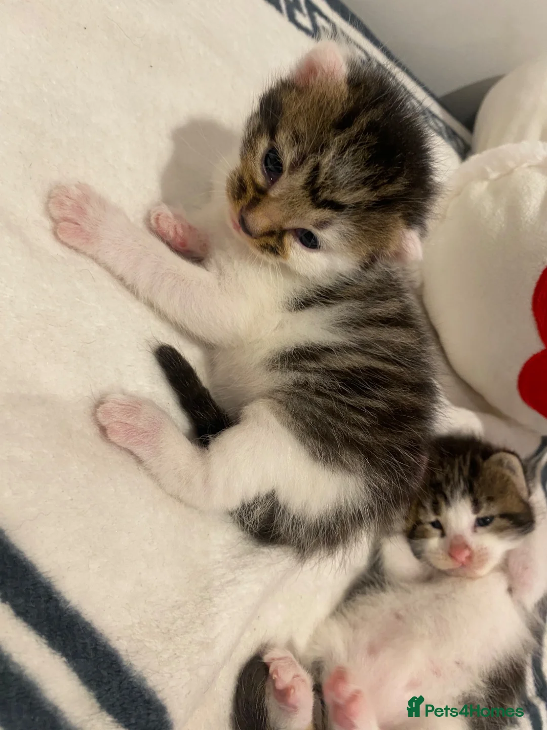 Mixed Breed cats for sale: Beautiful Female Kittens ♥️ - Advert 6