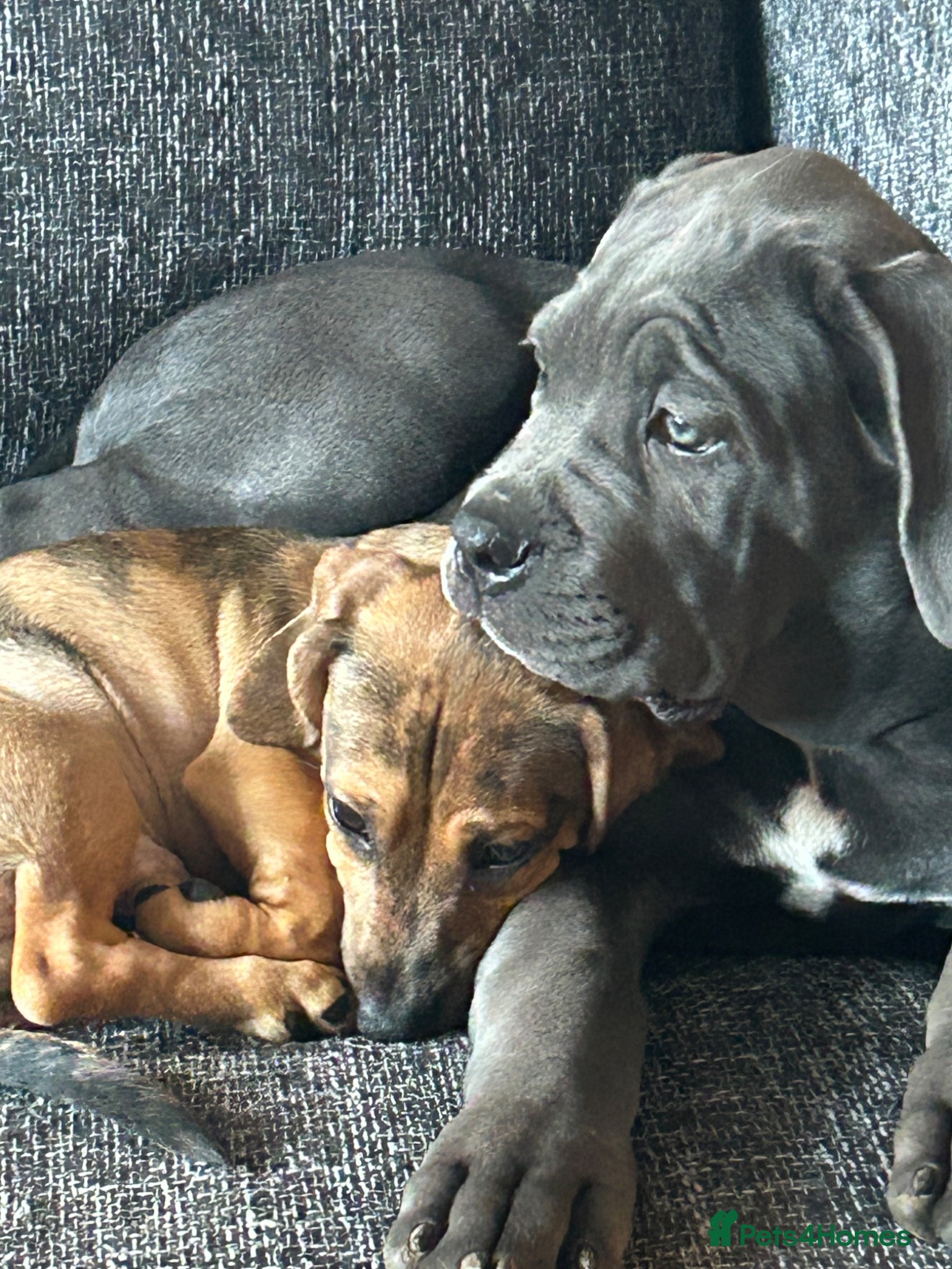 Dachshund dogs Dachshund pup - Advert 2