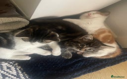 Mixed Breed cats for sale: Looking for forever home - Image 5