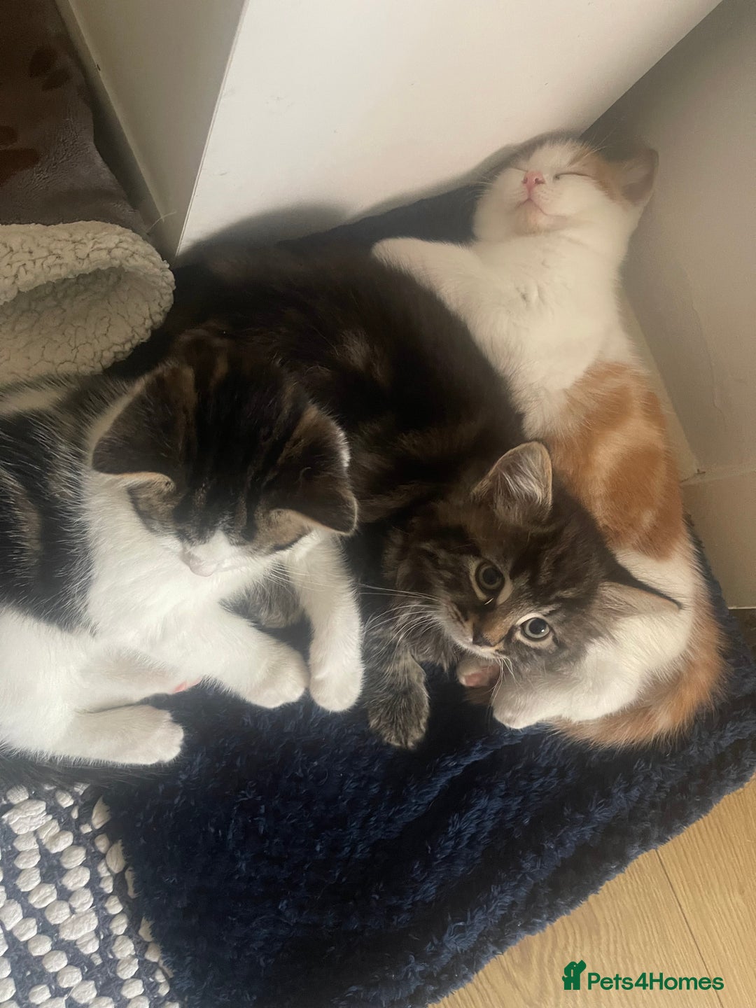 Mixed Breed cats for sale: Looking for forever home - Image 5